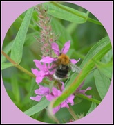 16th Jul 2014 - Busy bee