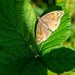 Butterfly in light on green - 16-07 by barrowlane