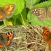 Todays Butterflies by oldjosh