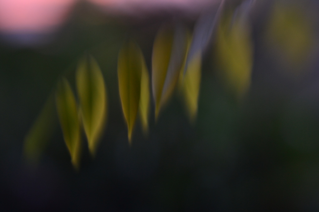 Lensbaby -Wisteria leaves by ziggy77