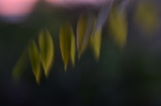 16th Jul 2014 - Lensbaby -Wisteria leaves