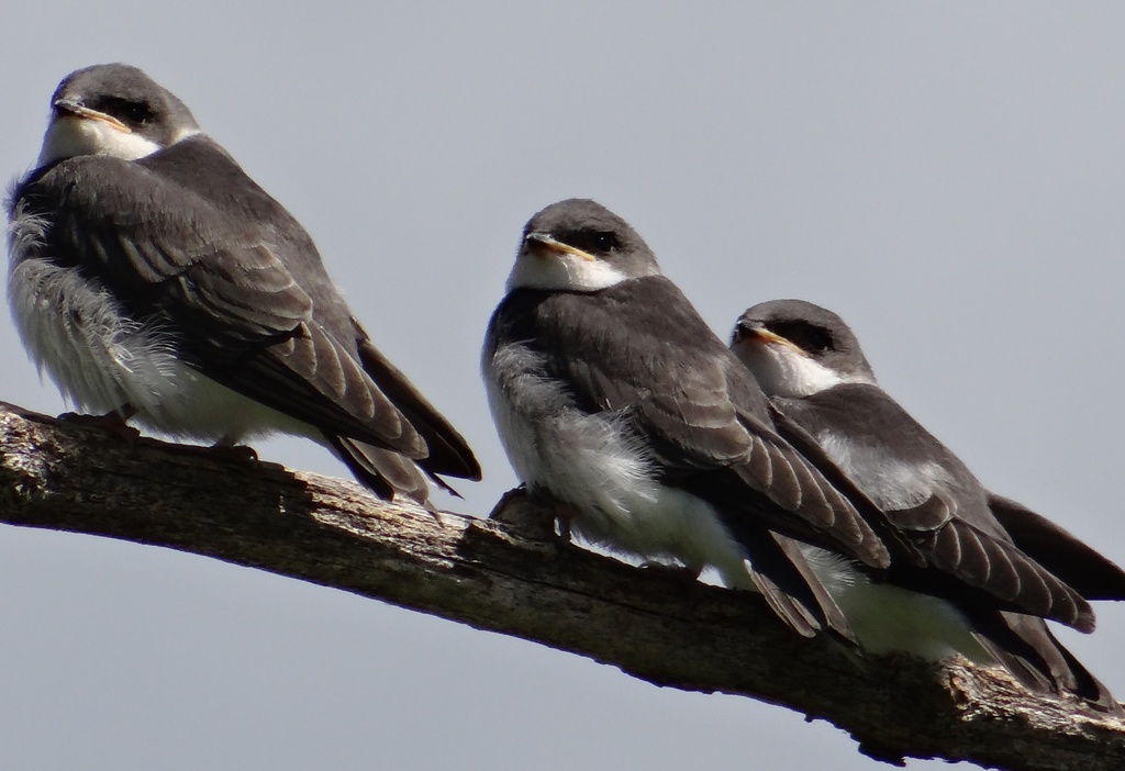 Juvenile Tree Swallows by annepann