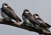 16th Jul 2014 - Juvenile Tree Swallows