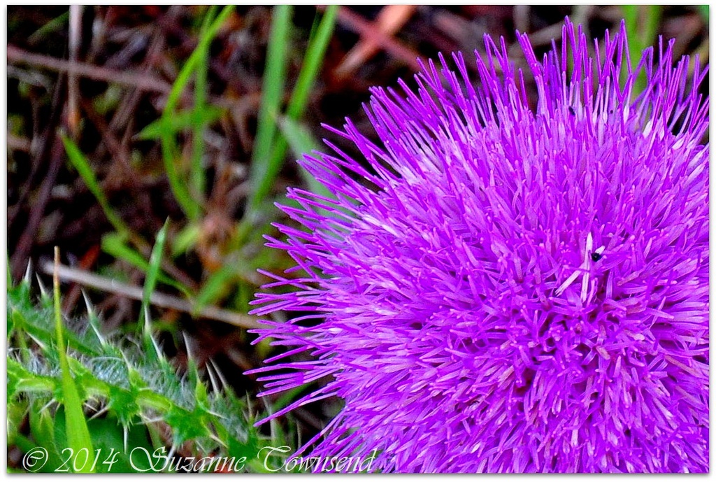 Wild Thistle by stownsend