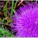 Wild Thistle by stownsend