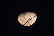 16th Jul 2014 - Waning moon