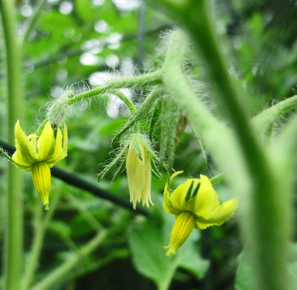 Tomato Buds by april16