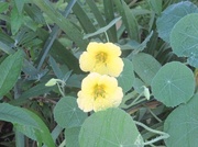 17th Jul 2014 - Two lonely little " Yellow Nasturtiums"