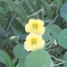 Two lonely little " Yellow Nasturtiums" by happysnaps