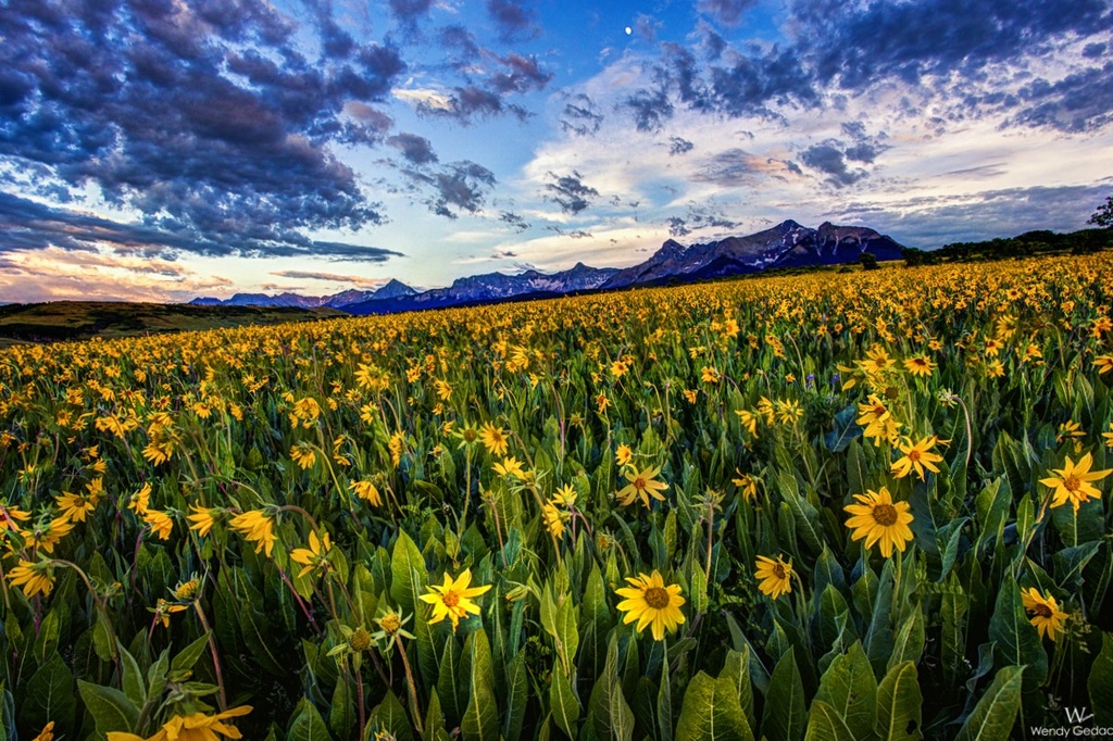 Sunflower Fields in the Rocky Mountains by exposure4u
