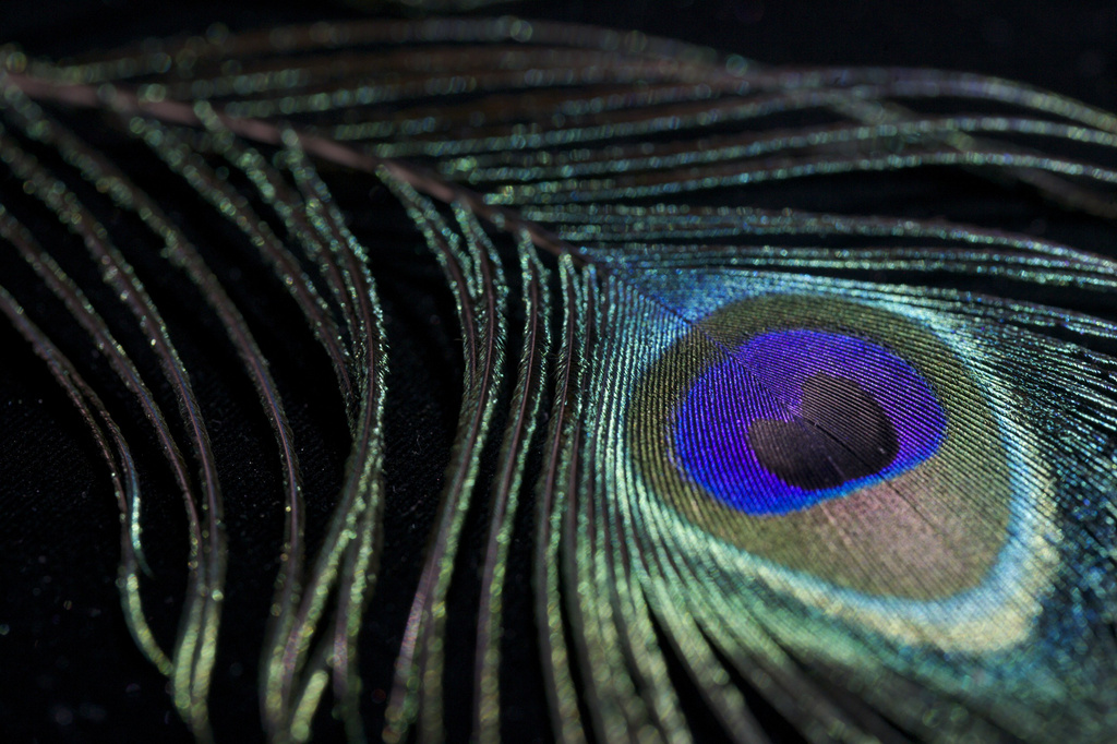 Peacock Feather by tina_mac
