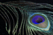 16th Jul 2014 - Peacock Feather