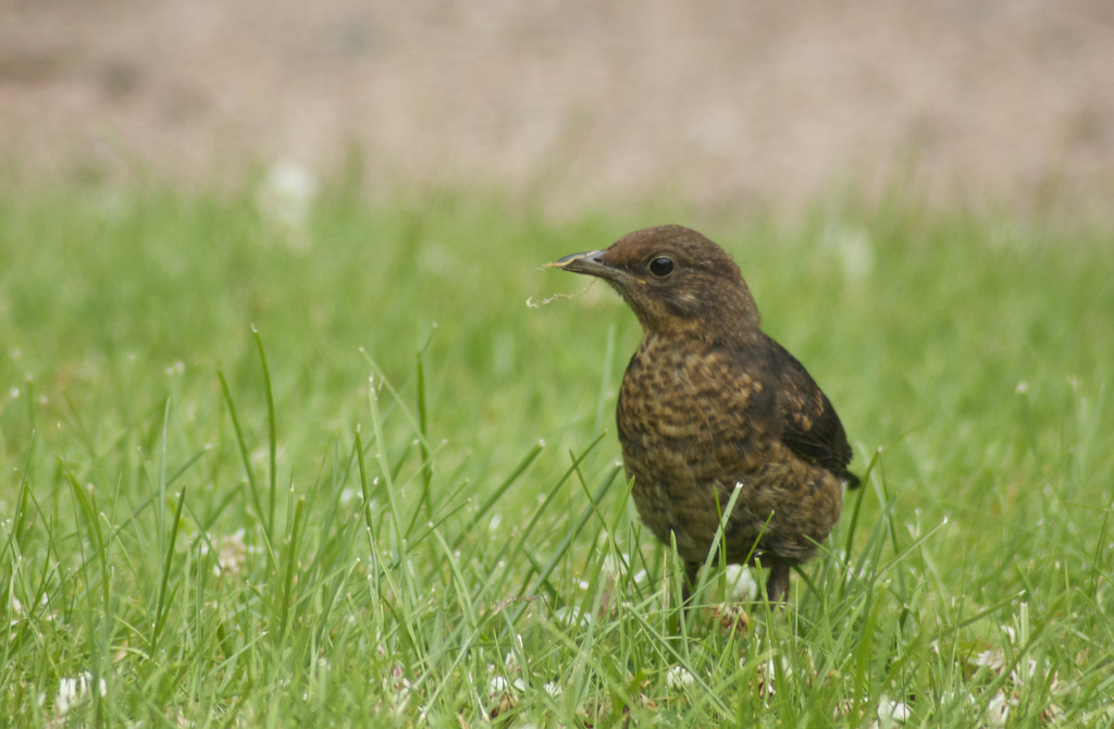 Female Juvenile Blackbird by jamibann