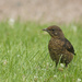 Female Juvenile Blackbird by jamibann