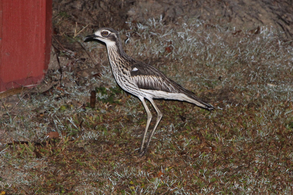 Stone Curlew by terryliv
