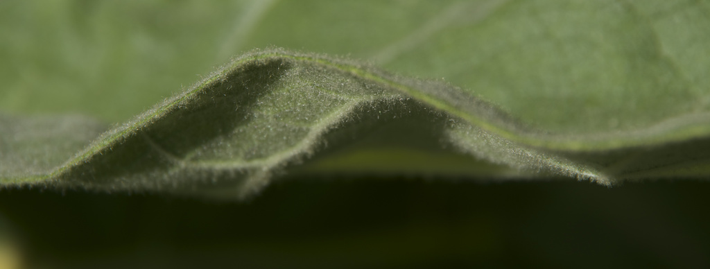 Green Fuzzy Wave by houser934