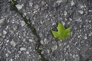 8th Jul 2014 - Green amidst the asphalt