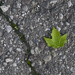 Green amidst the asphalt by houser934