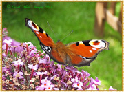 17th Jul 2014 - Peacock Butterfly On Buddleia