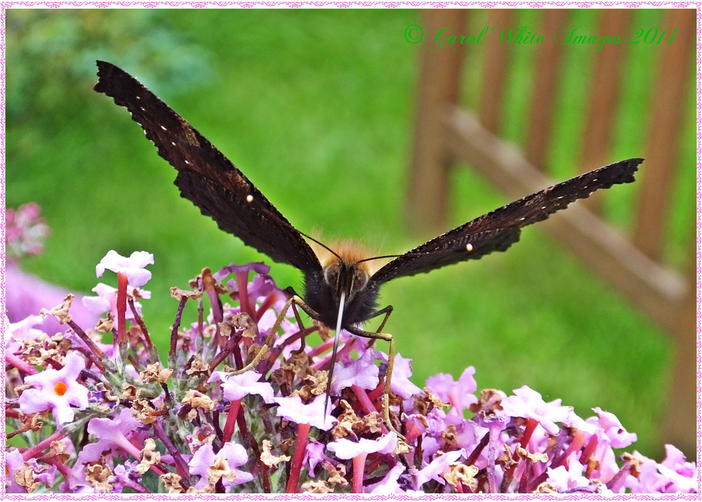 Savouring The Nectar by carolmw