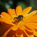 Bee? by philhendry