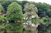 16th Jul 2014 - Pond reflections