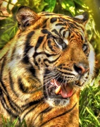 16th Jul 2014 - Tiger Tiger