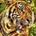 Tiger Tiger by joysfocus