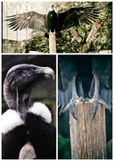 8th Jun 2014 - Andean Condor