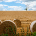 17th July 2014    - Bales by pamknowler