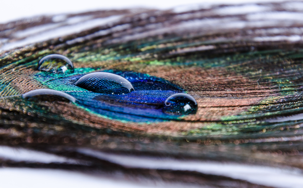 Peacock Feather by salza
