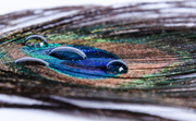 17th Jul 2014 - Peacock Feather