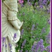 Just-4-July.  Purple. Lavender Lady by wendyfrost