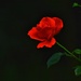 Red rose by rosiekind