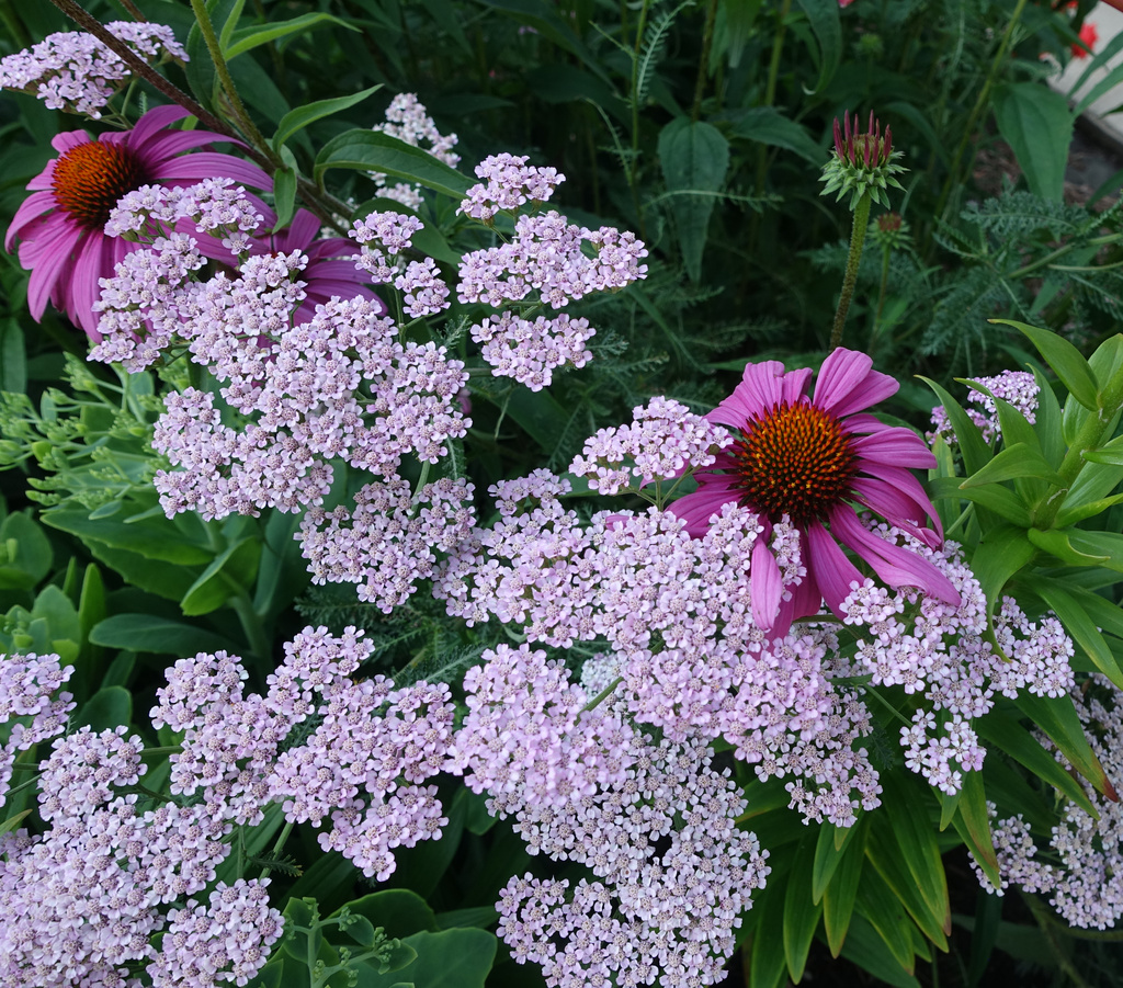 Pink Coneflowers and Purple Ground Flowers by rminer