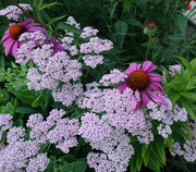 17th Jul 2014 - Pink Coneflowers and Purple Ground Flowers
