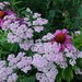 Pink Coneflowers and Purple Ground Flowers by rminer