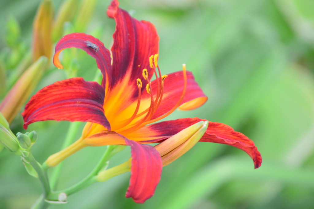 Daylily by kareenking