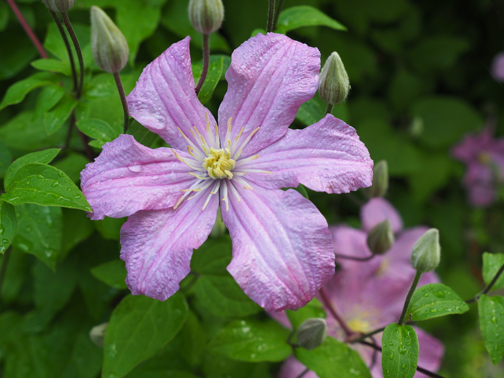 Mauve Clematis by selkie