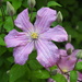 Mauve Clematis by selkie