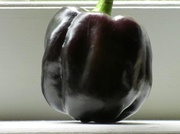 9th Jul 2014 - A Peck of Purple Peppers