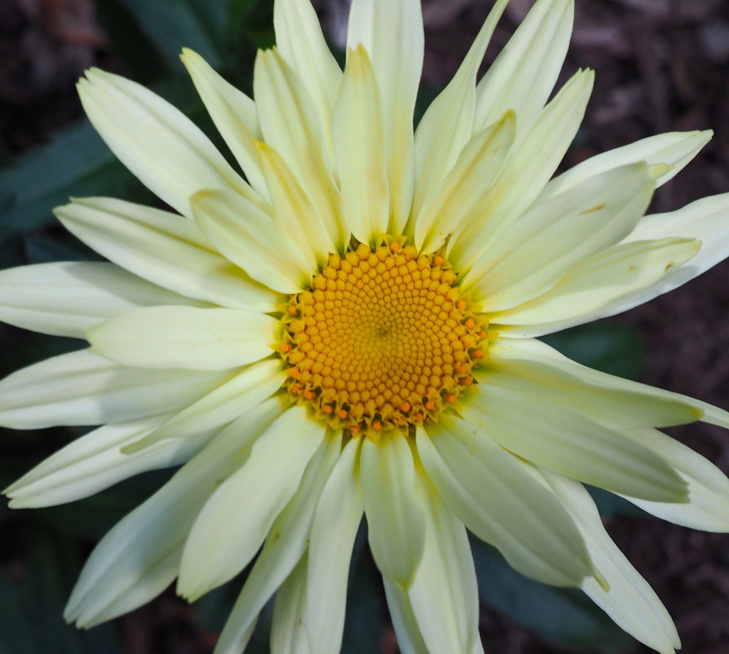 Yellow Daisy by selkie