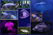 16th Jul 2014 - Downtown Aquarium