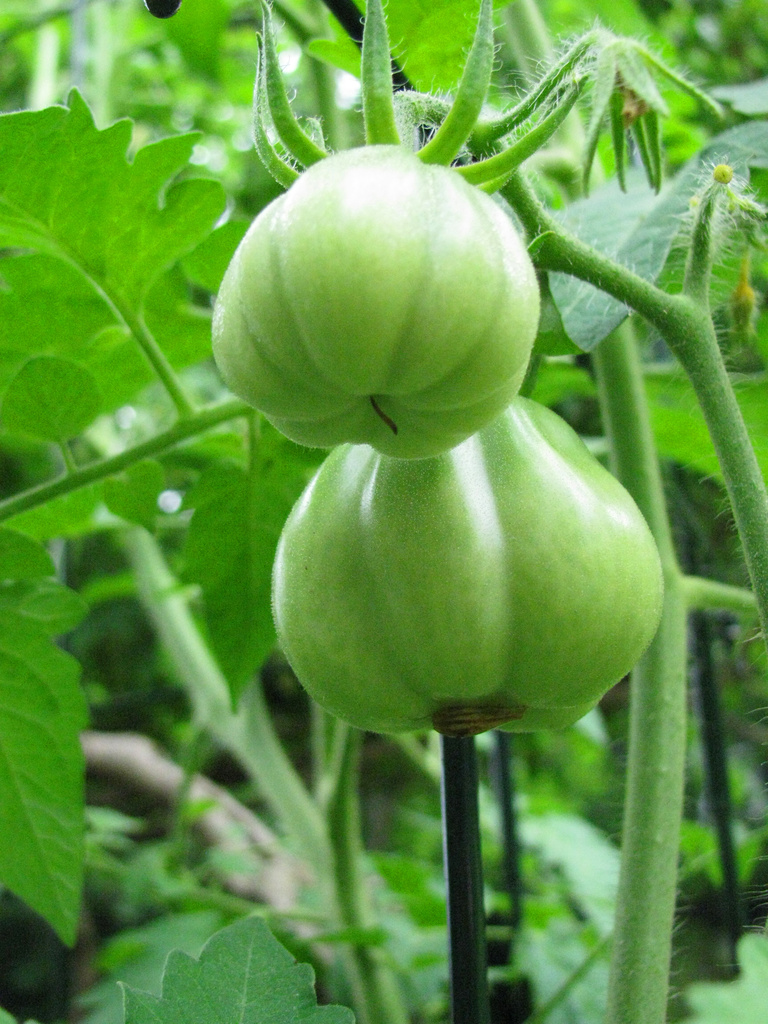 Green Tomatoes by april16
