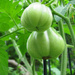 Green Tomatoes by april16