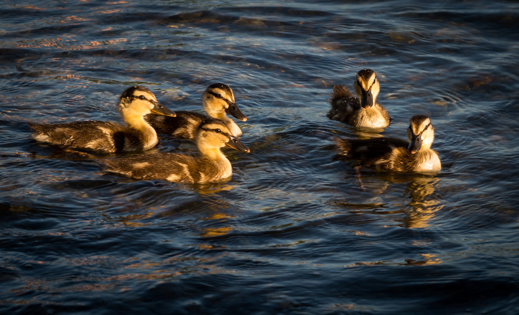 Ducklings (1 of 1) by epcello