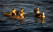 17th Jul 2014 - Ducklings (1 of 1)