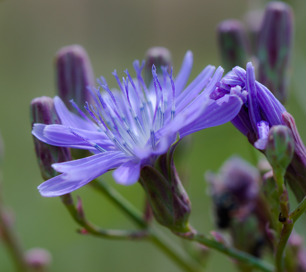 Chicory by aecasey
