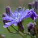 Chicory by aecasey