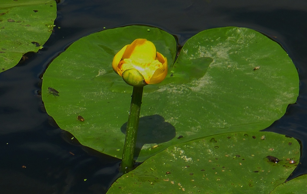 in the park at Vertou on the River Sèvre: yellow water lily by quietpurplehaze